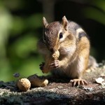 voyageurs national park chipmunk