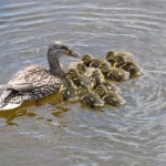 kabetogama lake ducks