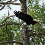 voyageurs national park eagle