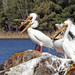 Lake Kabetogama Boat Tours