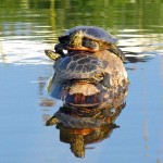 voyageurs national park turtles